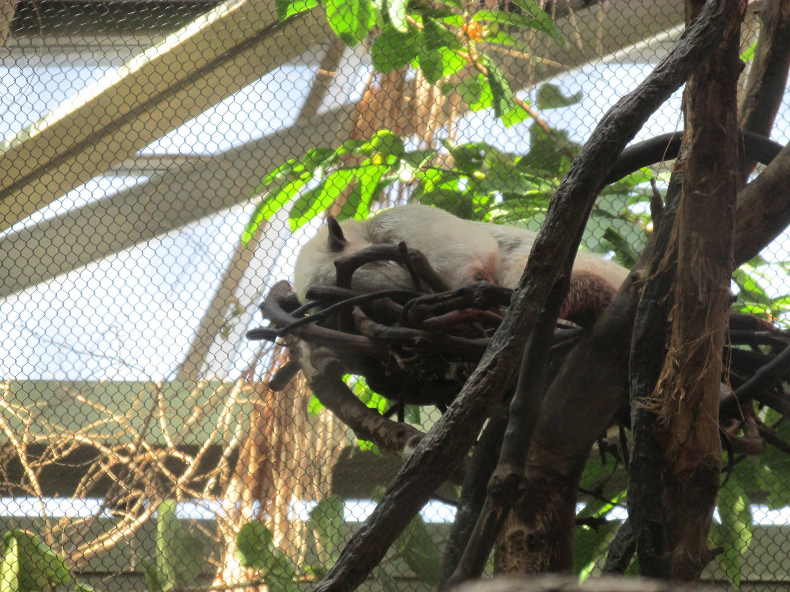 Tropics Trail Tamandua