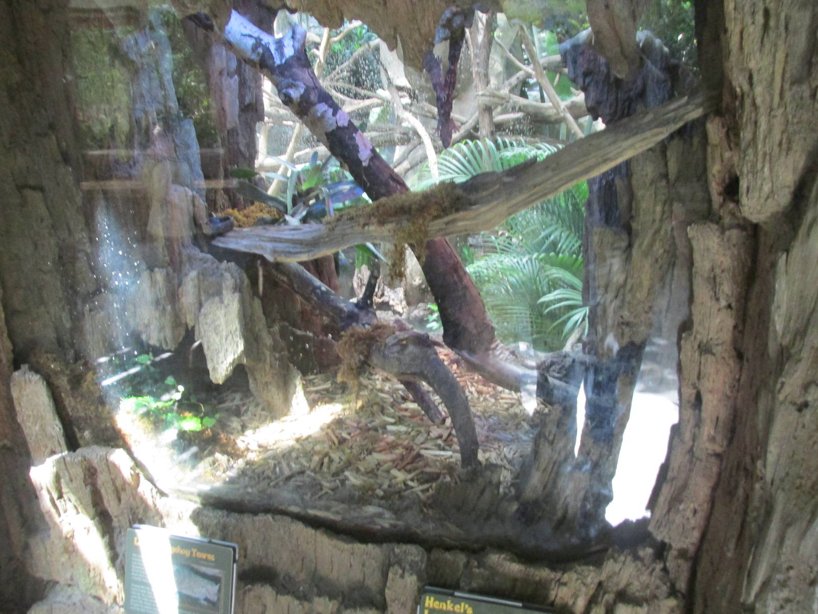 Tropics Trail Tenrec