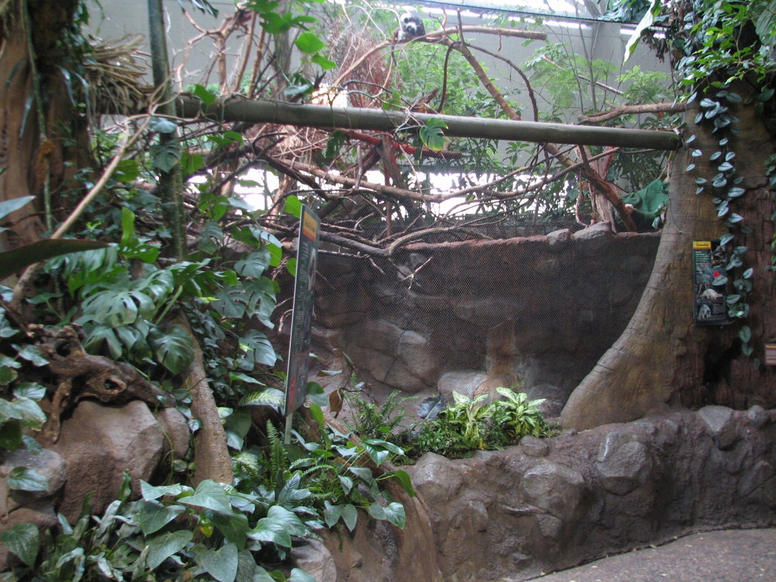 Tropics Trail - Three-banded Armadillo, Tamandua, and Cottontop Tamarin Exh