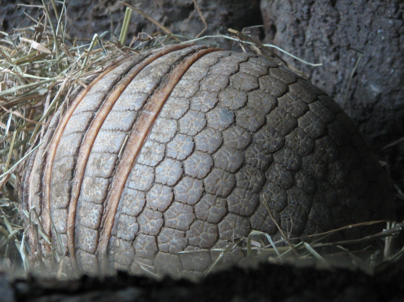 Tropics Trail - Three-banded Armadillo