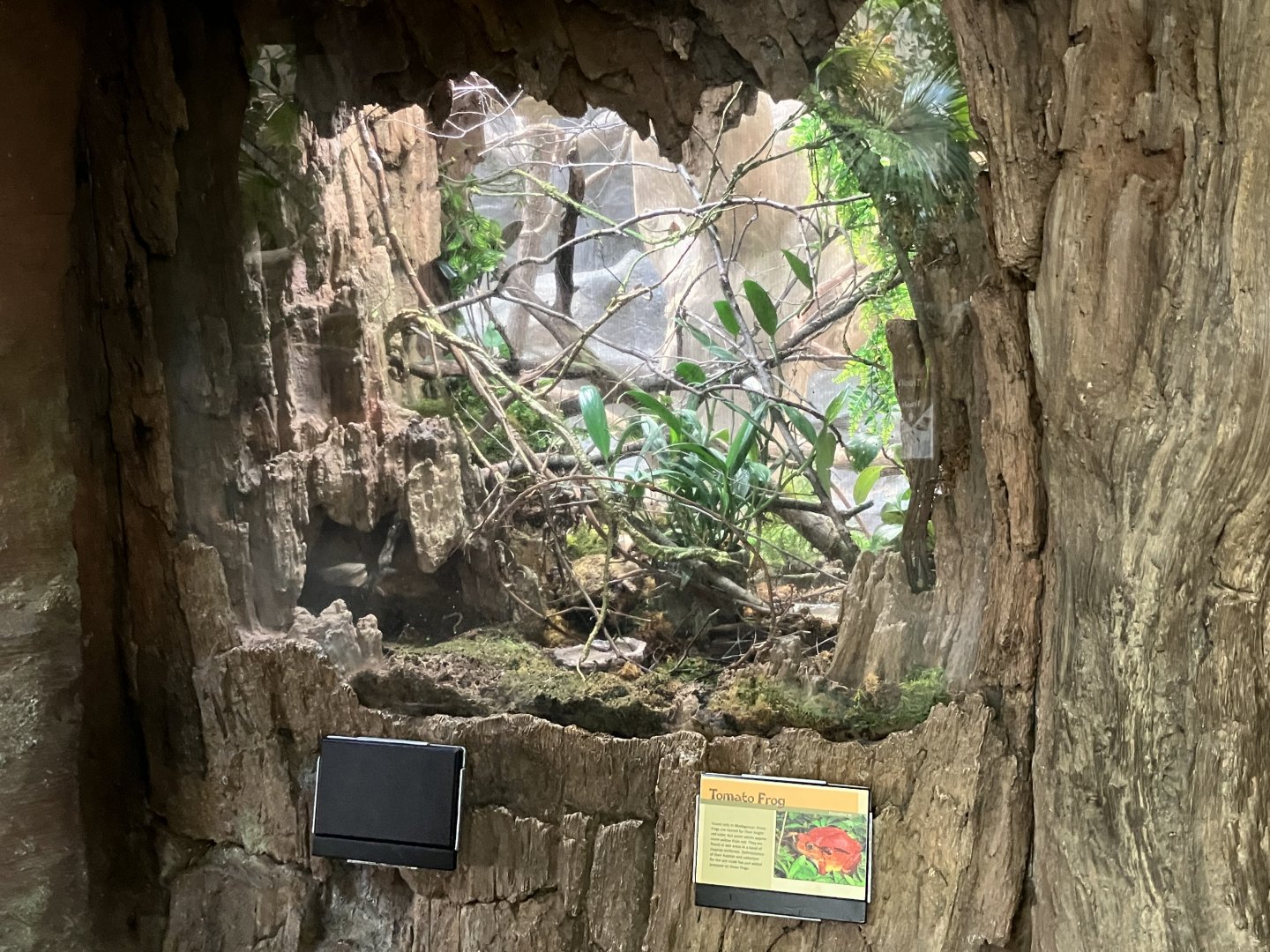 Tropics Trail - Tomato Frog Terrarium