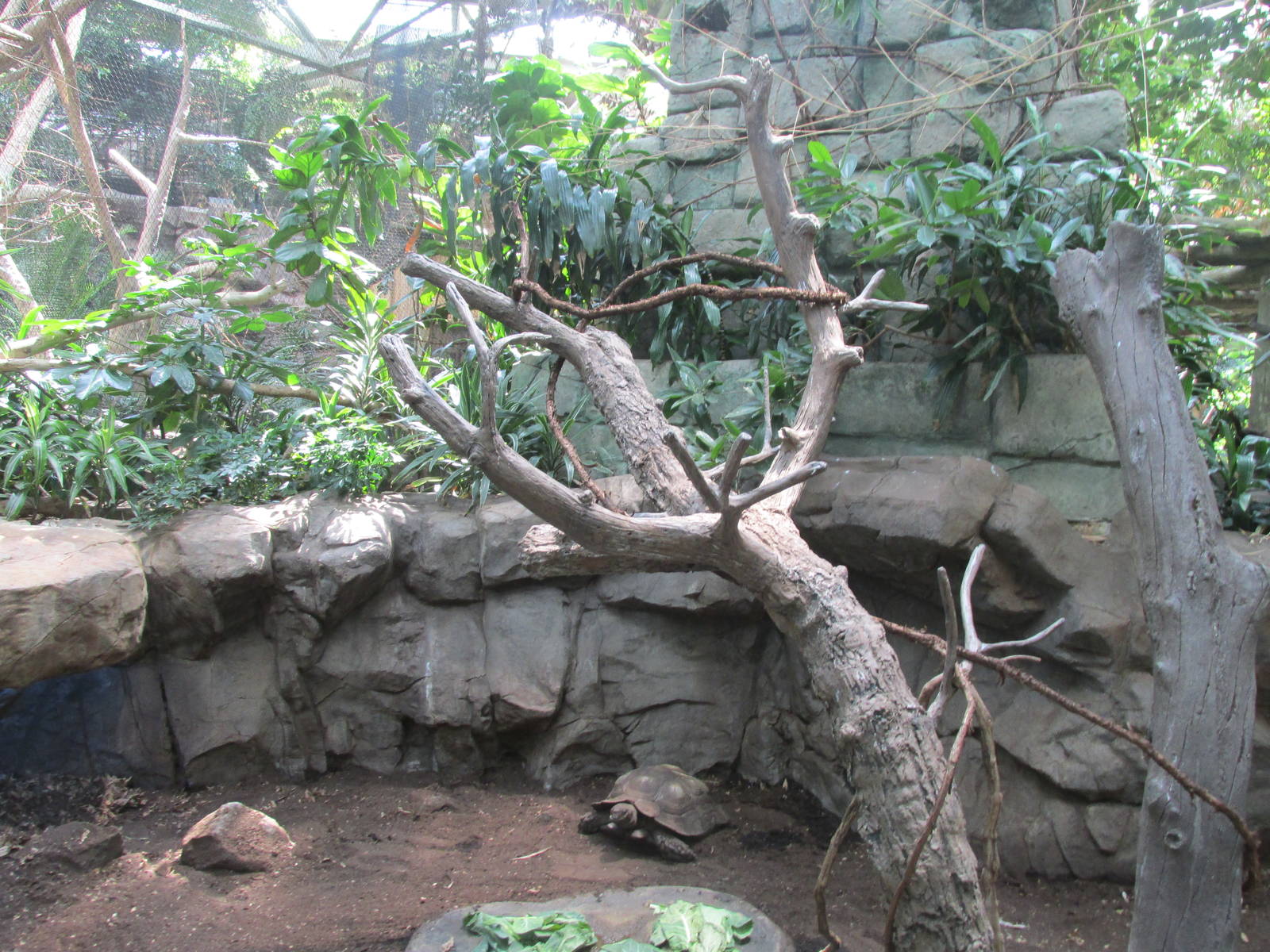 Tropics Trail Tortoise Shell