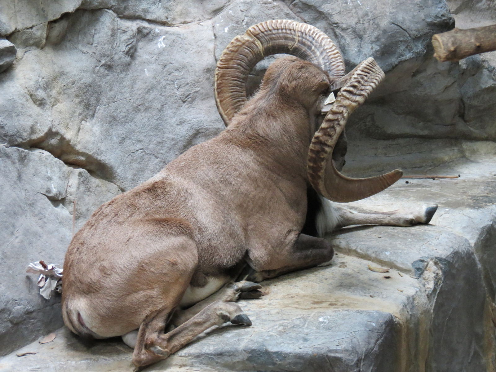 Tropics Trail - Transcaspian Urial