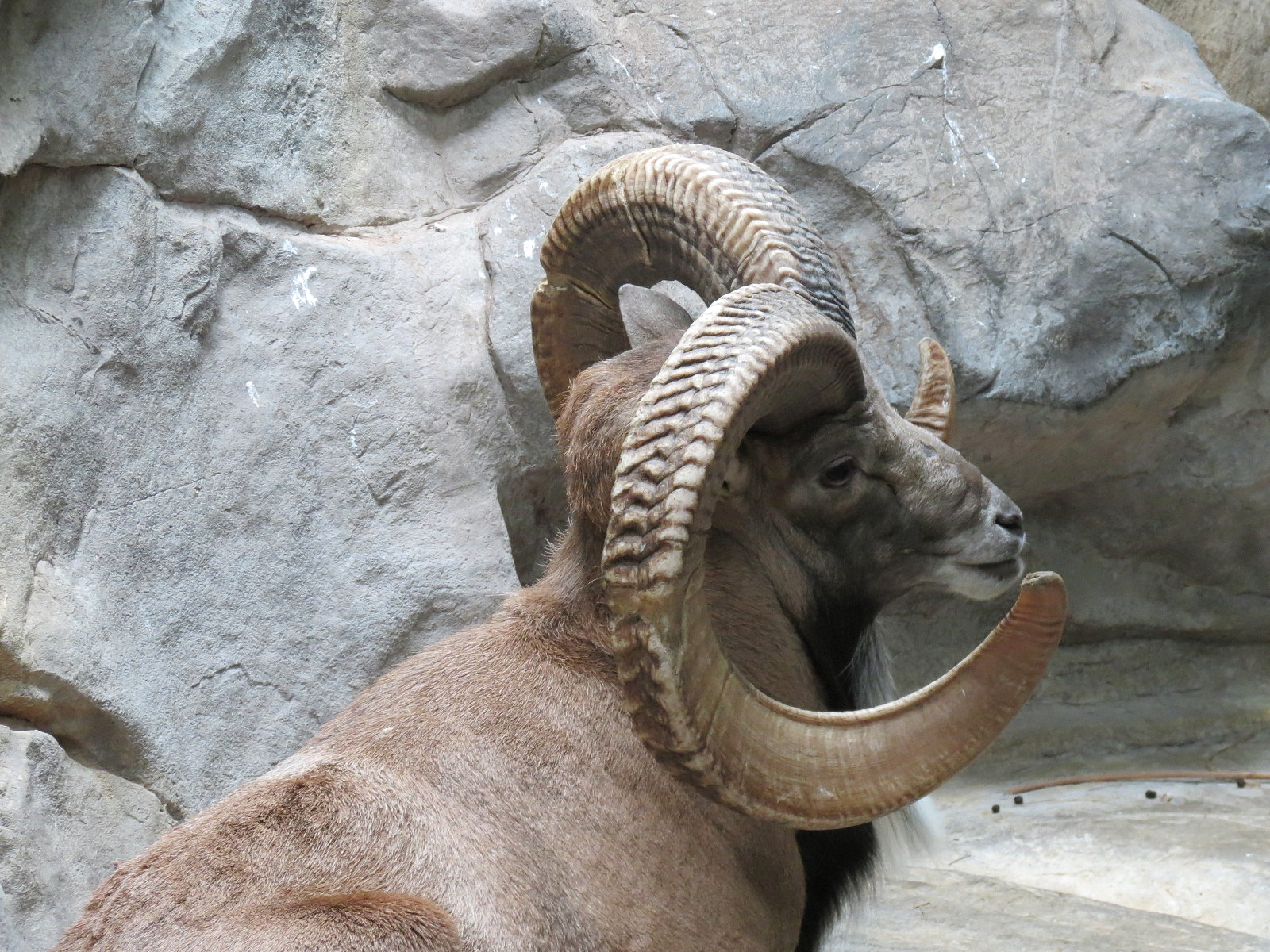 Tropics Trail - Transcaspian Urial