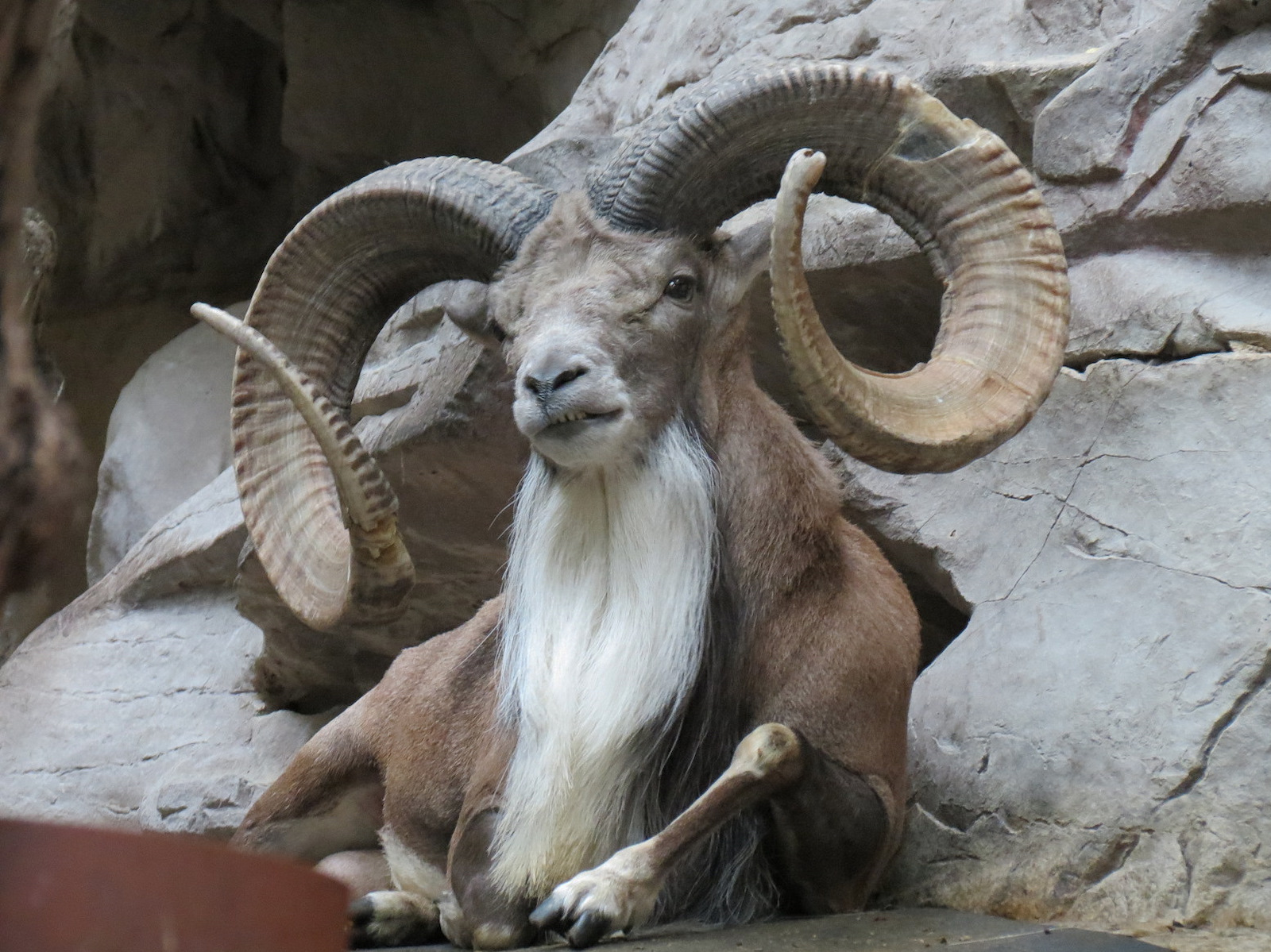 Tropics Trail - Transcaspian Urial