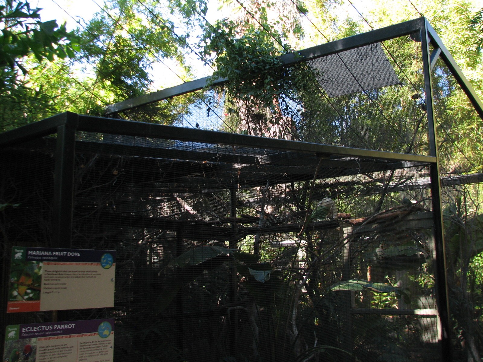 Tropics Trail - Tropical Flights - Mariana Fruit Dove and Eclectus Parrot E