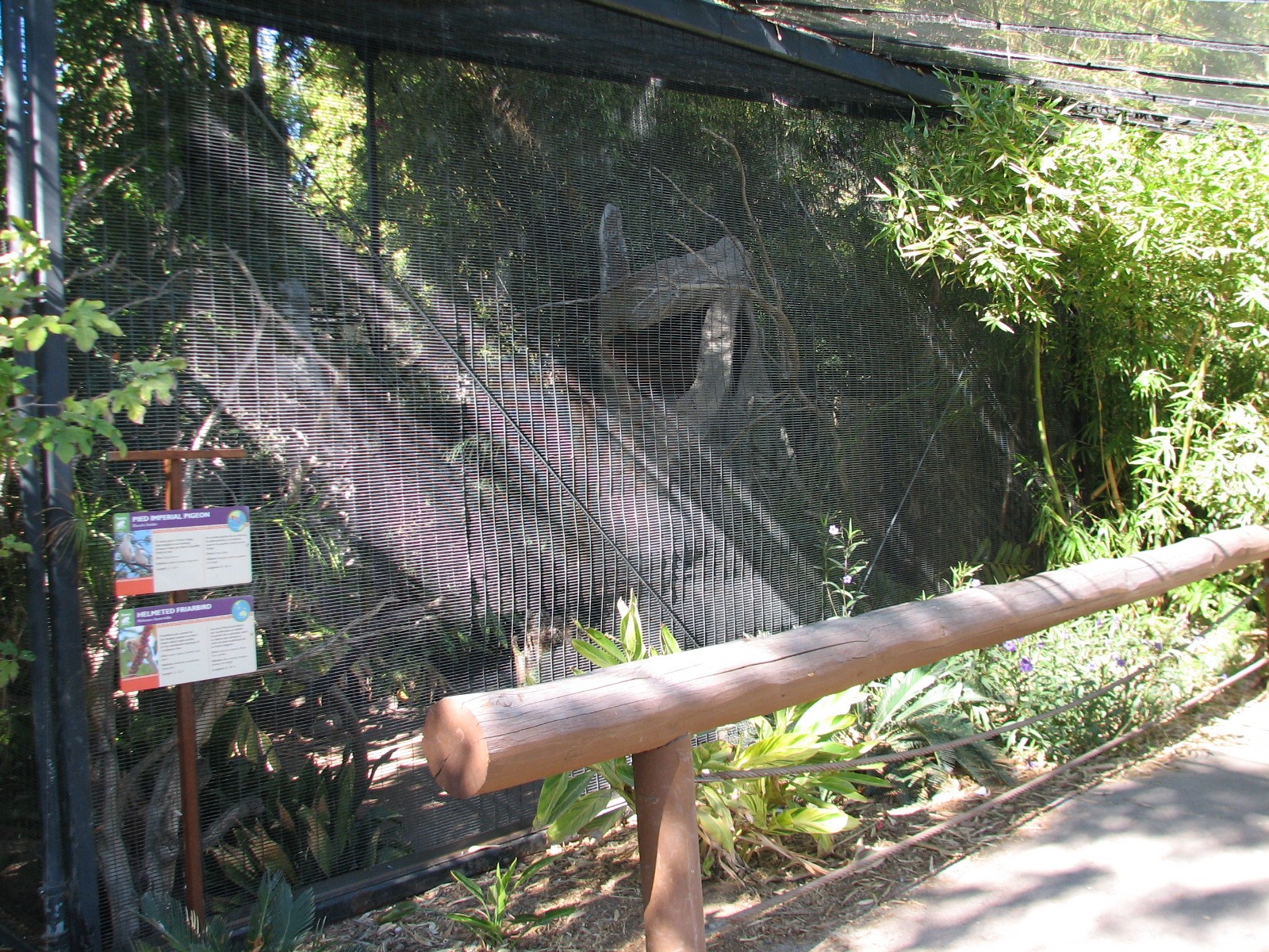 Tropics Trail - Tropical Flights - Pied Imperial Pigeon and Helmeted Friarb
