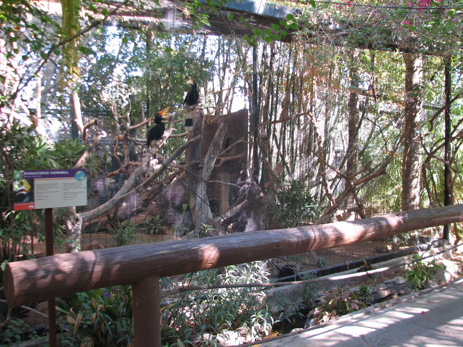 Tropics Trail - Tropical Flights - Rhinoceros Hornbill Exhibit 2