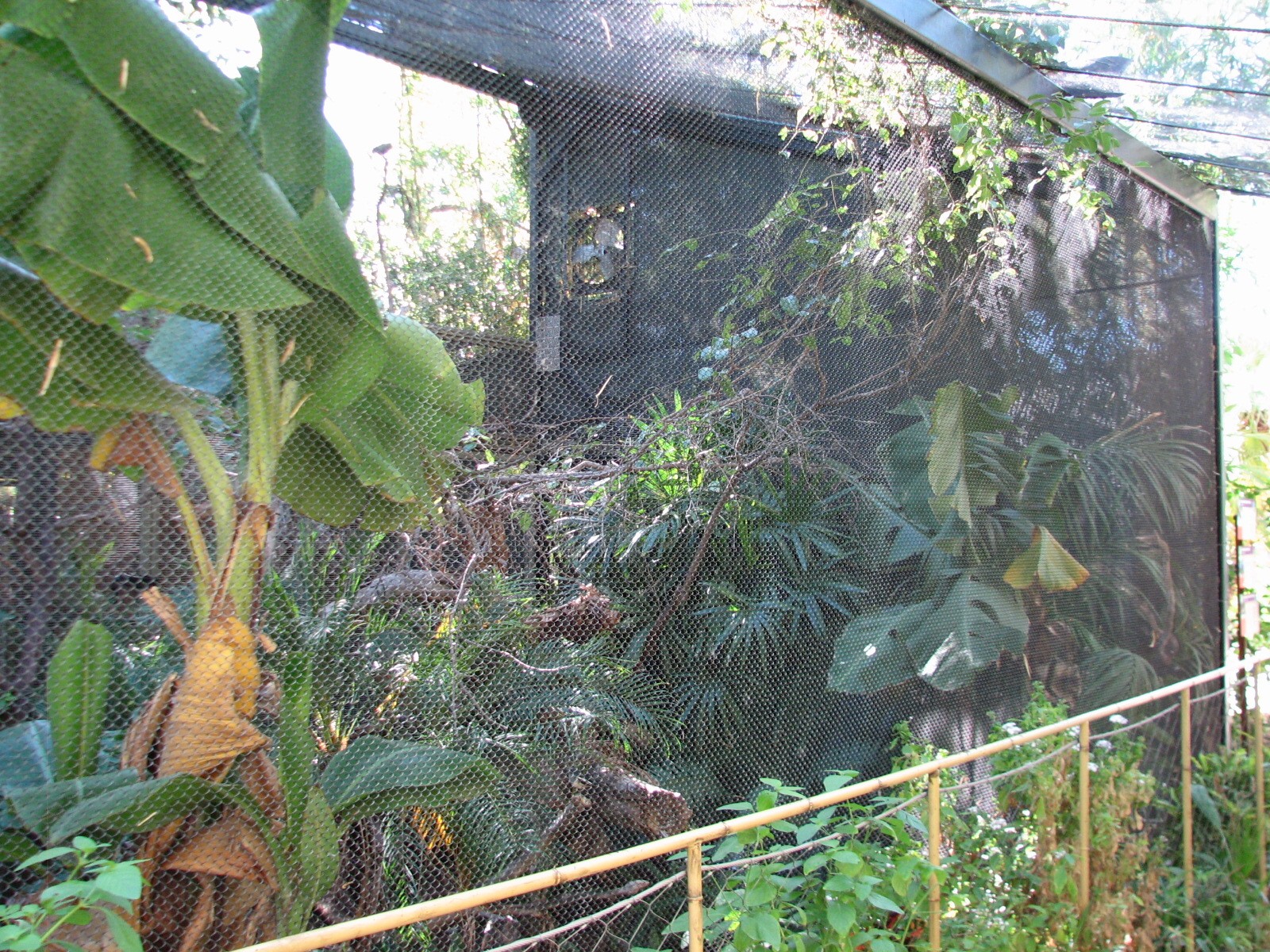 Tropics Trail - Tropical Flights - Yellow-faced Mynah and Crowned Pigeon Ex