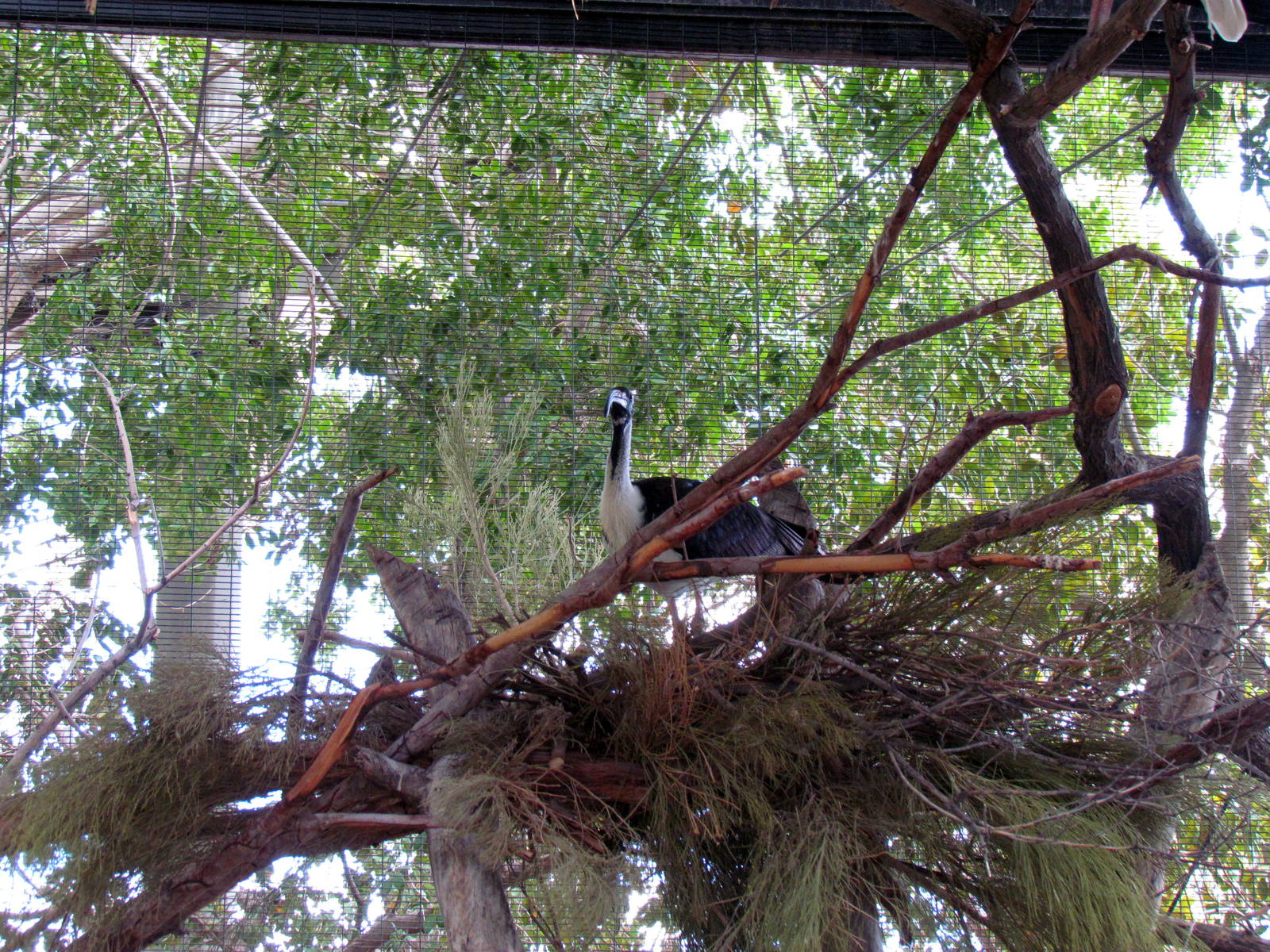 Tropics Trail - Tropical Flights