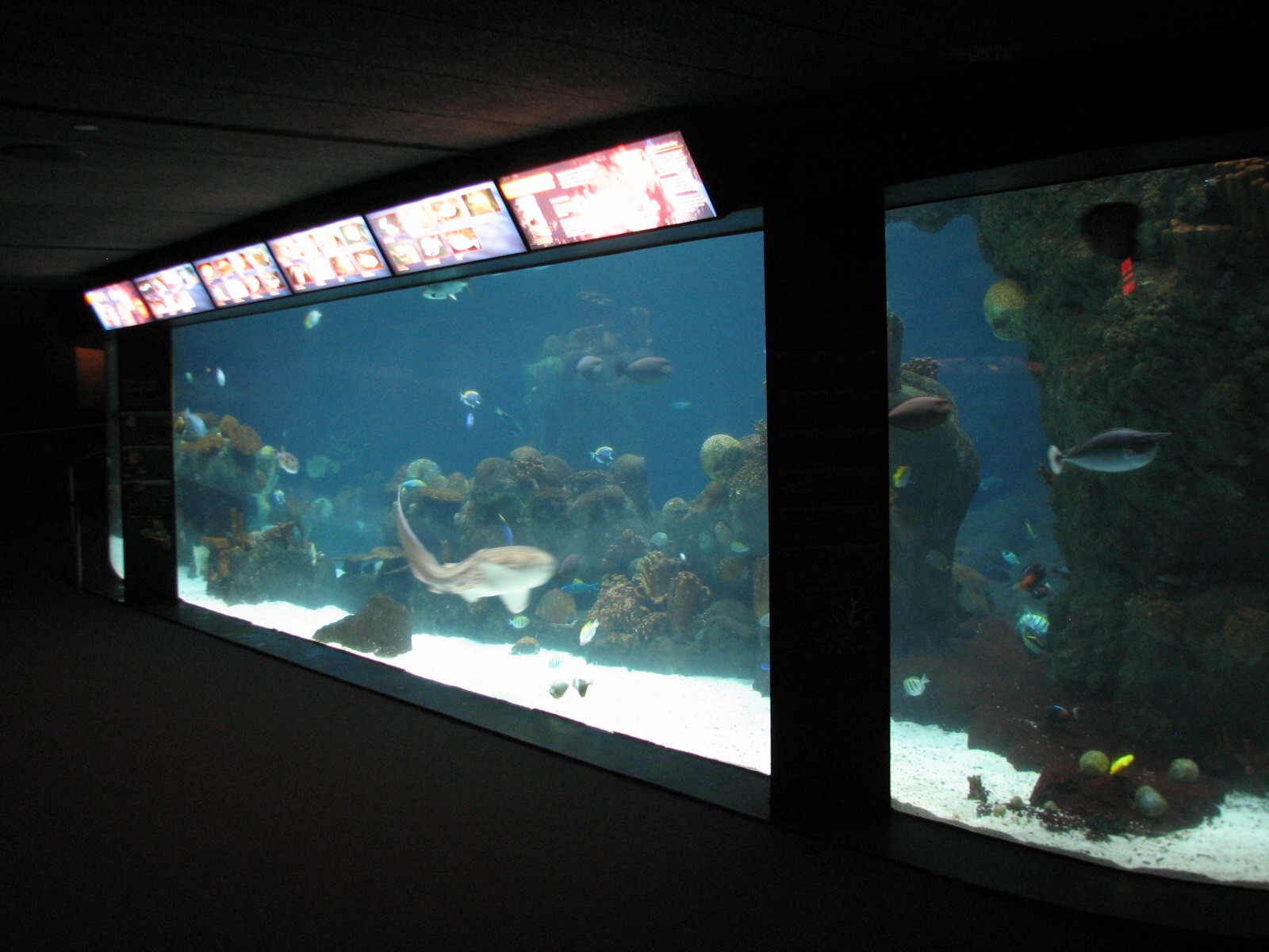 Tropics Trail - Tropical Indo-Pacific Coral Reef - Underwater Viewing Area