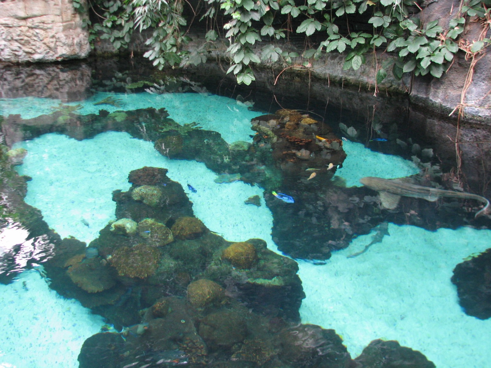 Tropics Trail - Tropical Indo-Pacific Coral Reef - Upper View