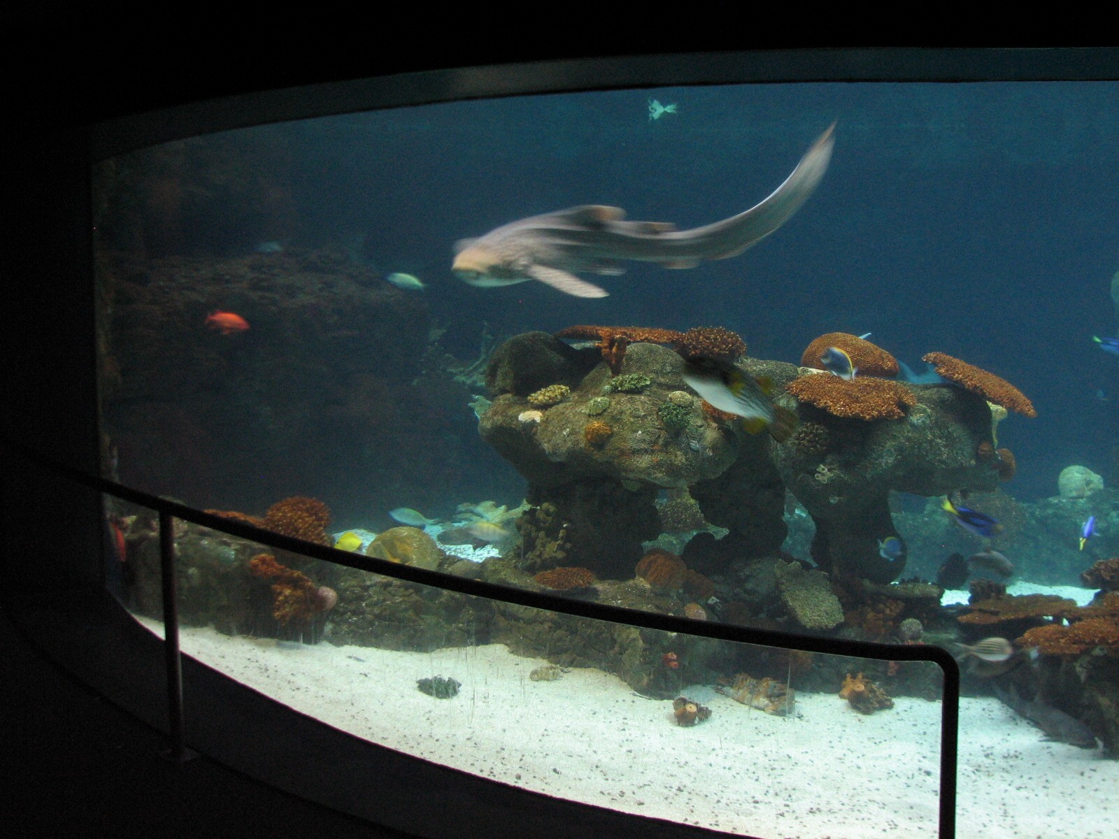 Tropics Trail - Tropical Indo-Pacific Coral Reef