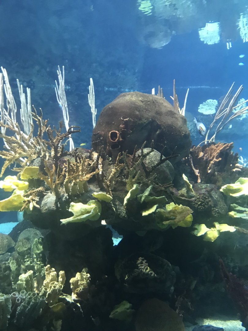 Tropics trail tropical  reef tank