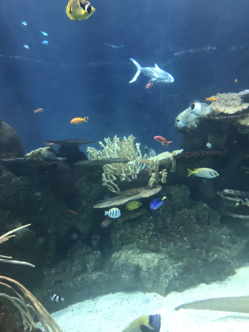 Tropics trail tropical reef tank