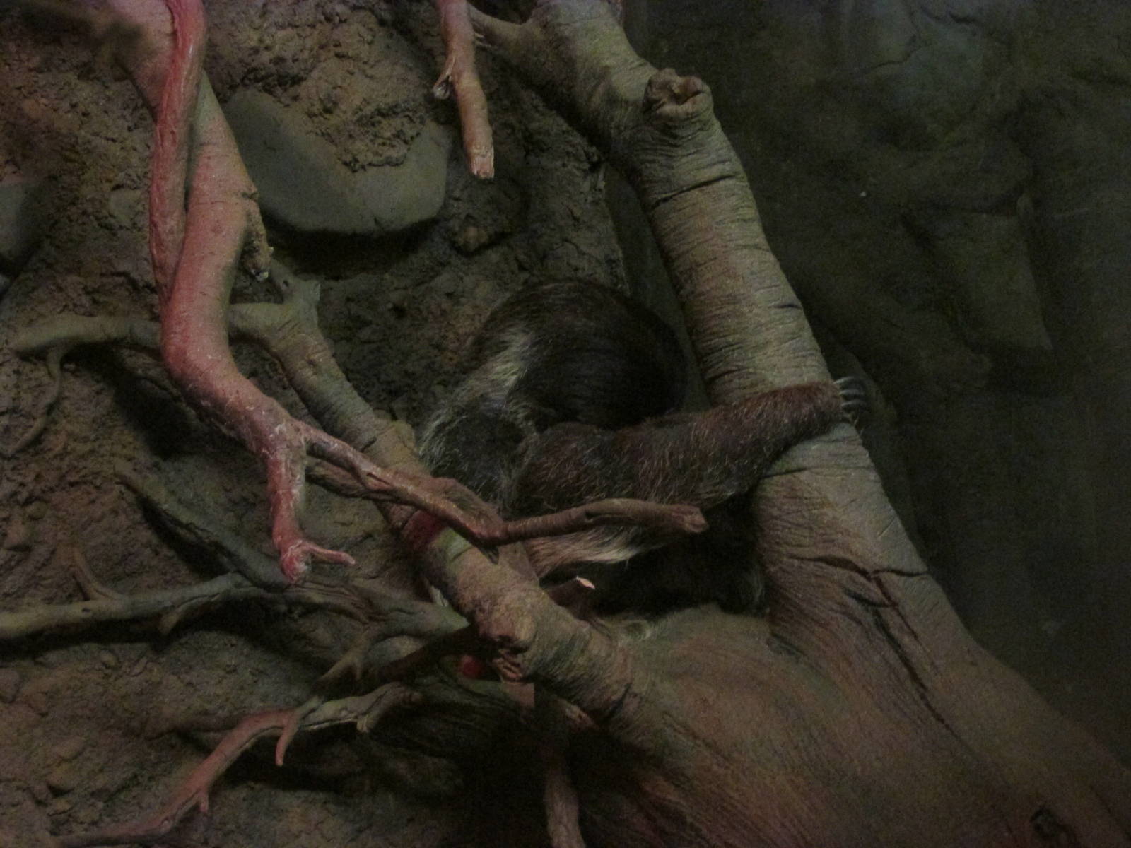 Tropics Trail Two-toed Sloth