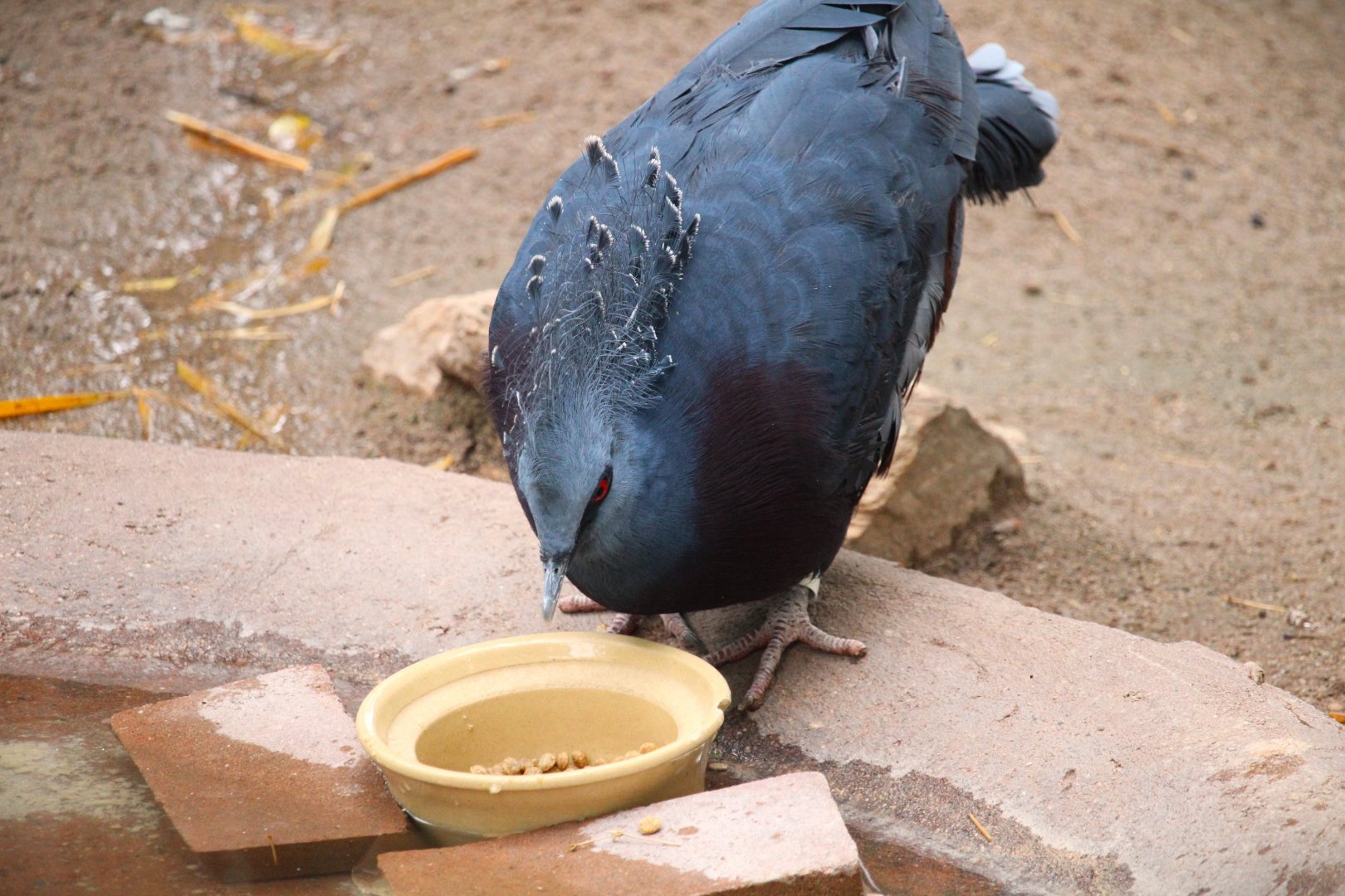 Tropics Trail - Victoria Crowned-Pigeon