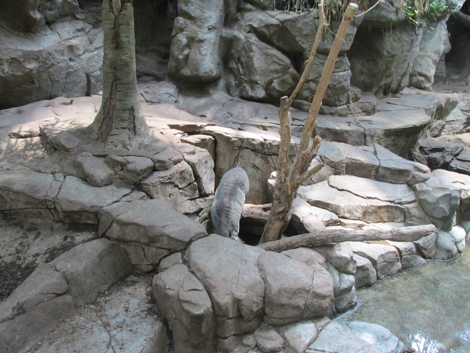 Tropics Trail Visayan Warty Pig Exhibit