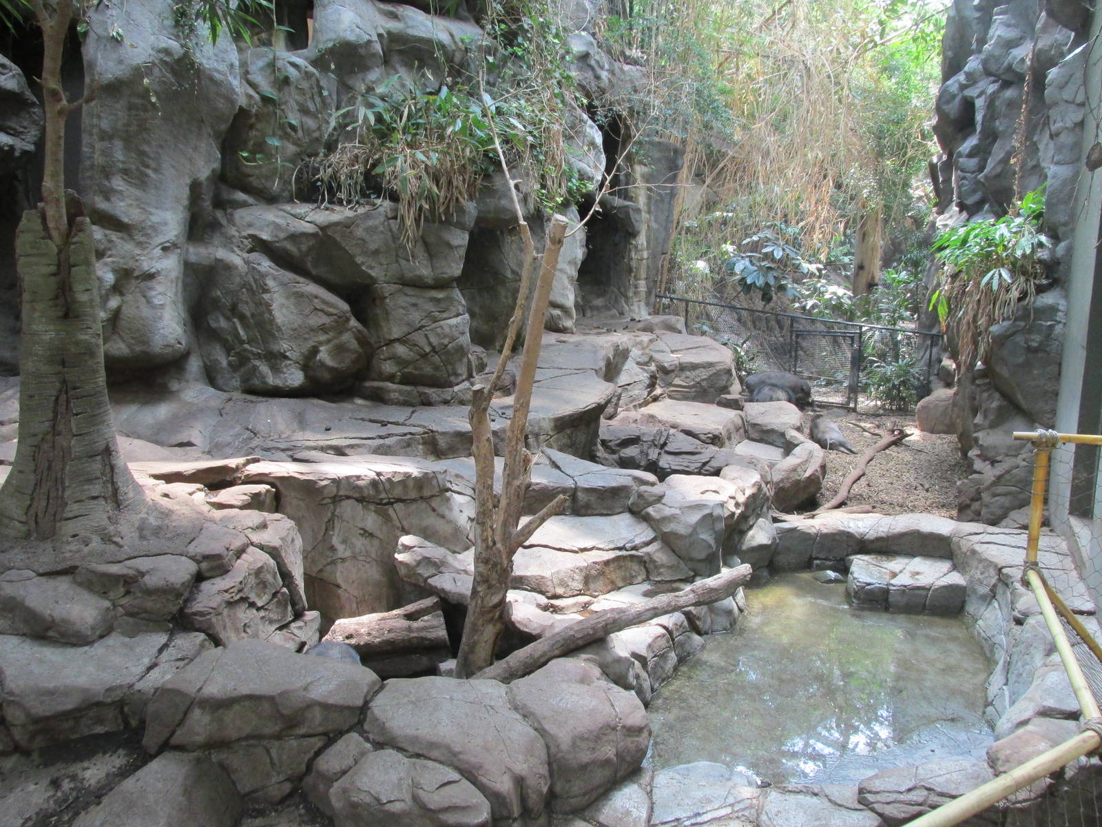 Tropics Trail Visayan Warty Pig Exhibit