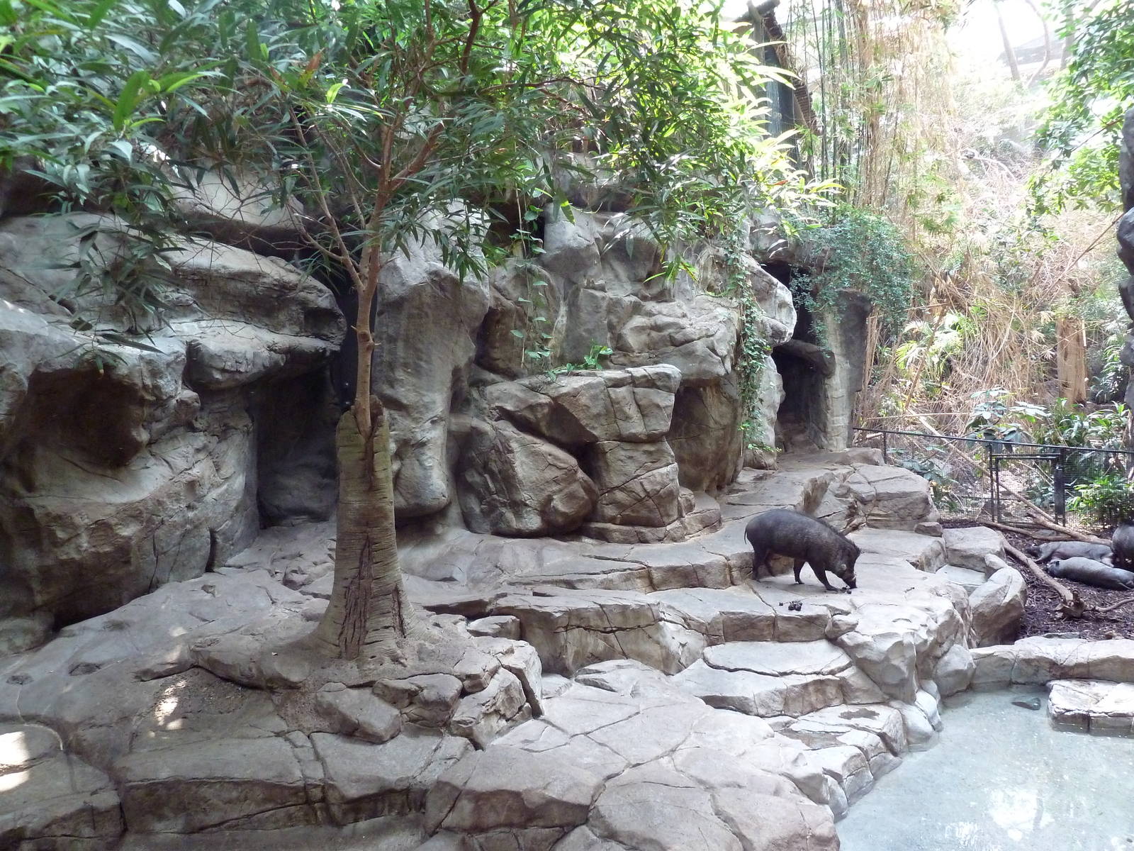 Tropics Trail - Visayan Warty Pig Exhibit