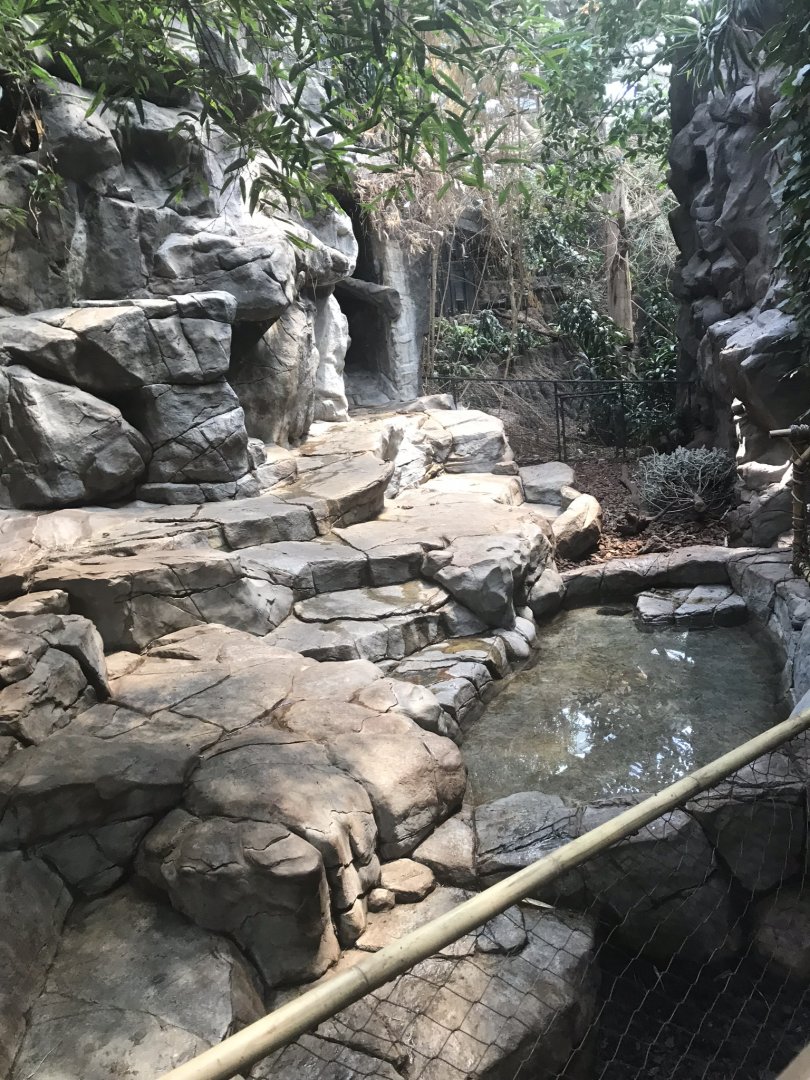 Tropics trail visayan warty pig exhibit