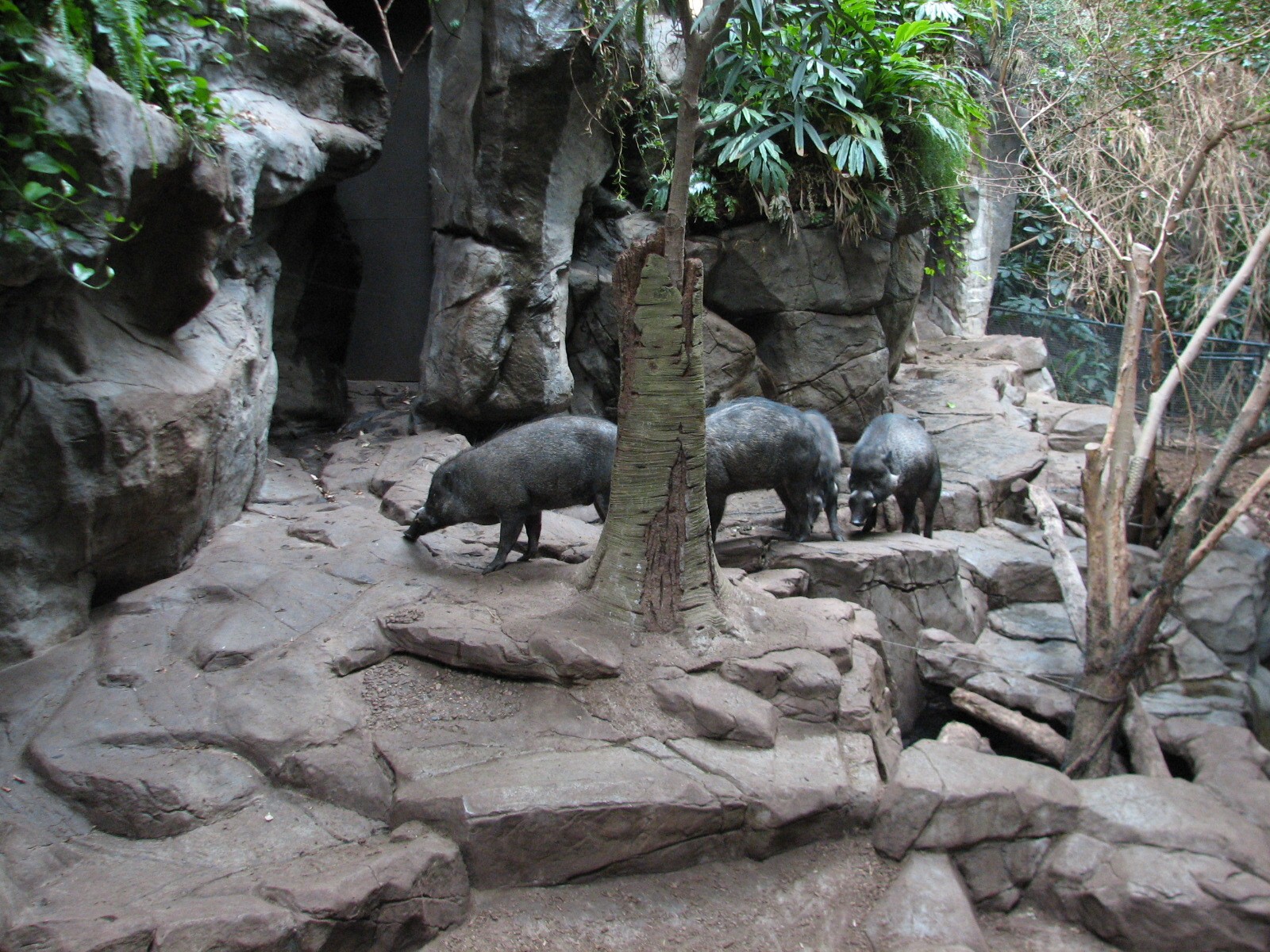 Tropics Trail - Visayan Warty Pig Exhibit