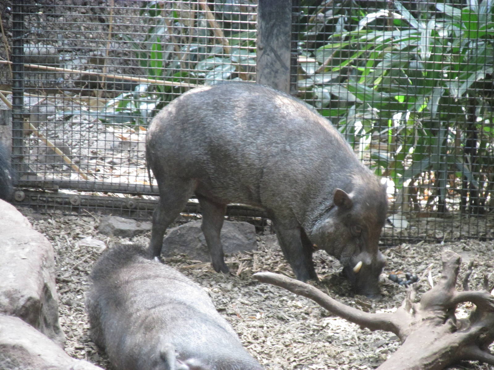 Tropics Trail Visayan Warty Pig