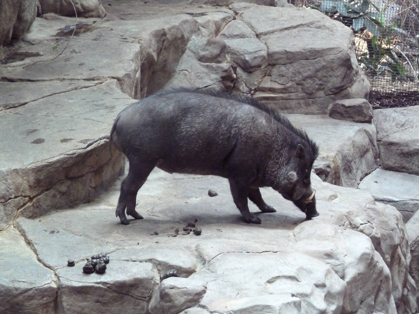 Tropics Trail - Visayan Warty Pig