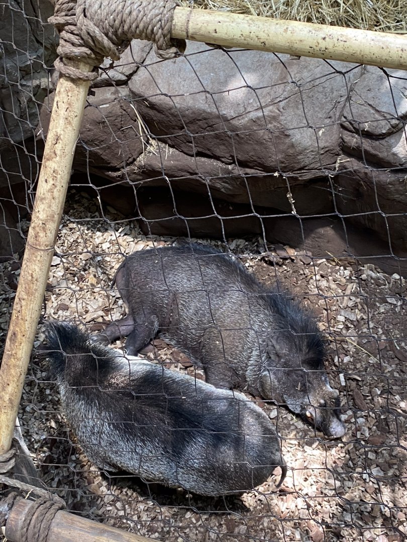 Tropics trail- visayan warty pigs