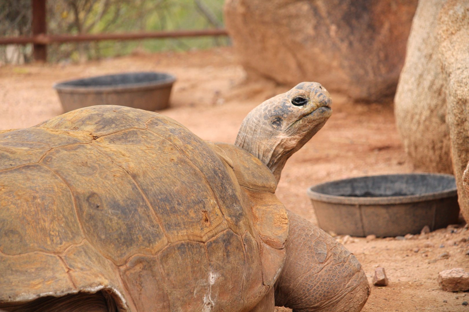 Tropics Trail - Volcan Darwin Giant Tortoise