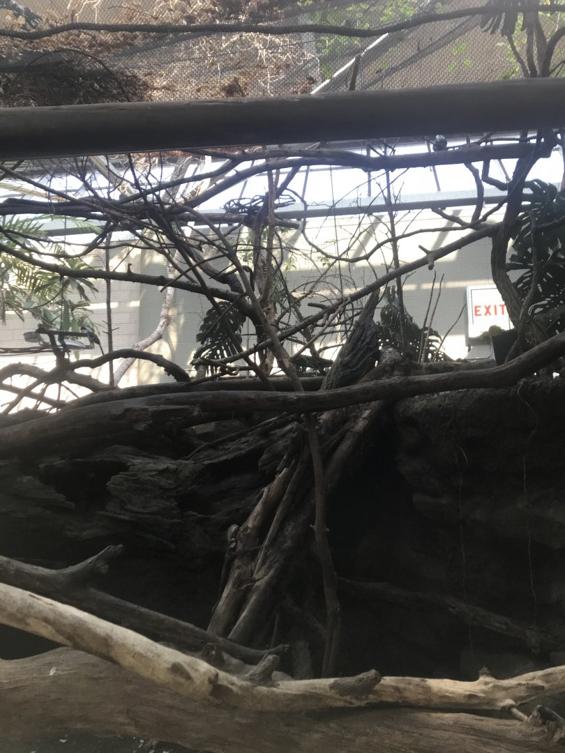 Tropics trail- Von der Decken’s hornbill exhibit