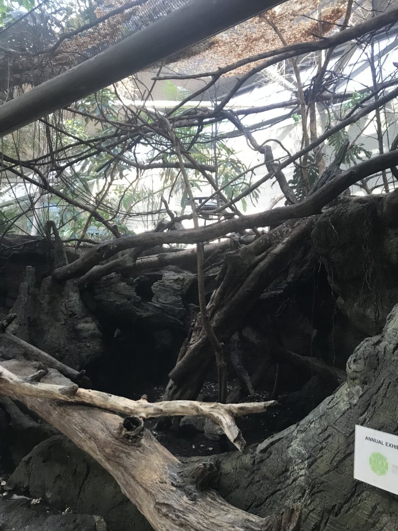 Tropics trail- Von der Decken’s hornbill exhibit