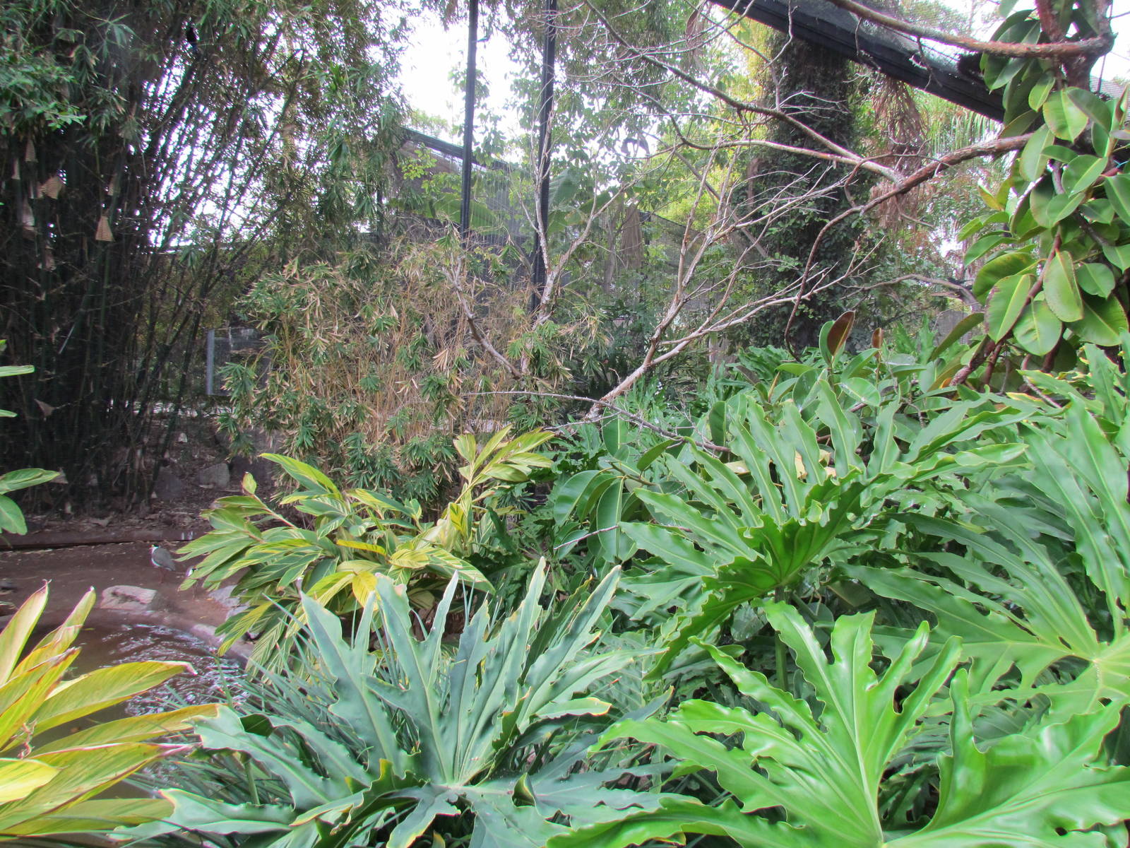 Tropics Trail - Walkthrough Aviary