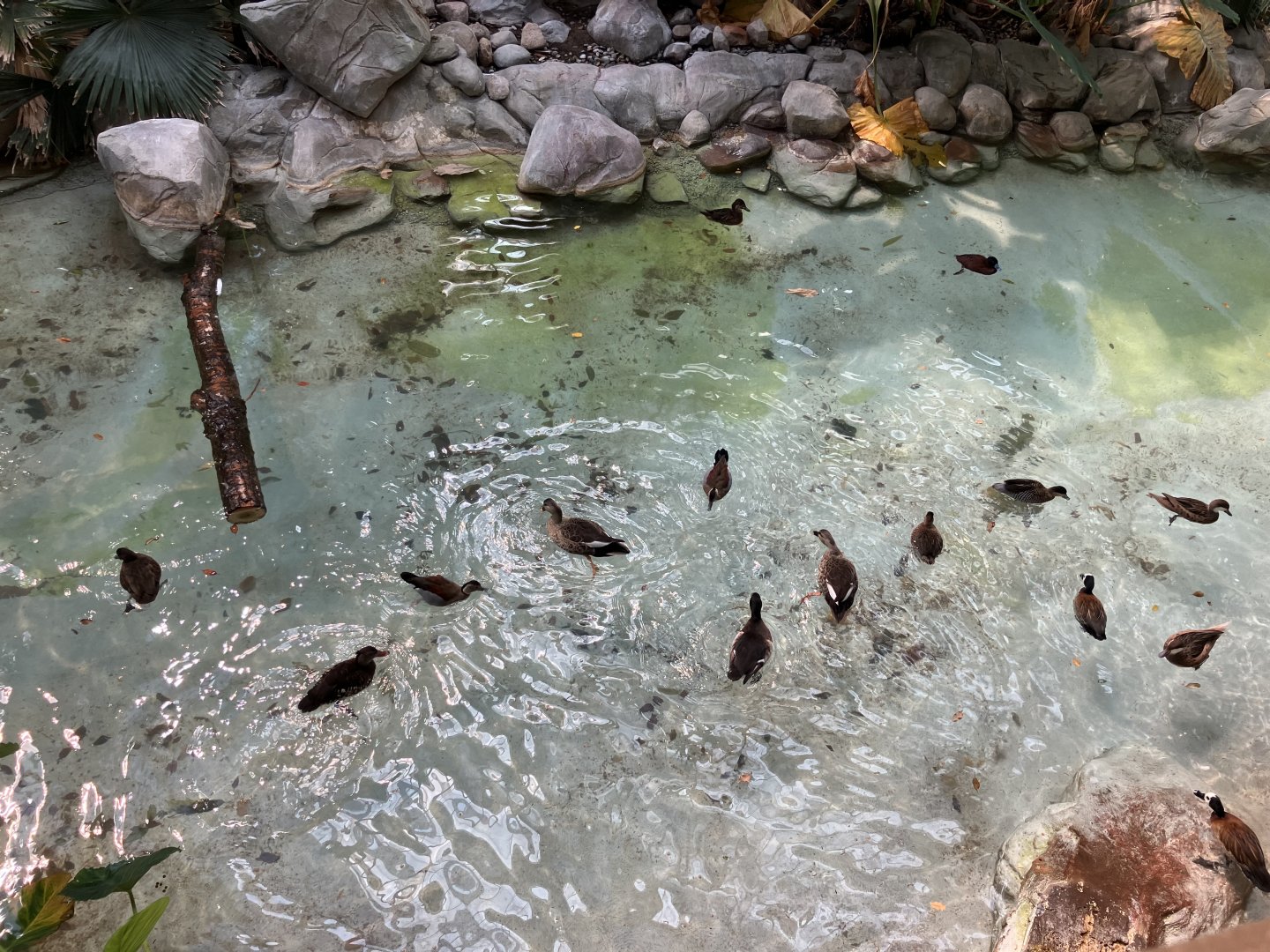 Tropics Trail - Waterfowl Feeding