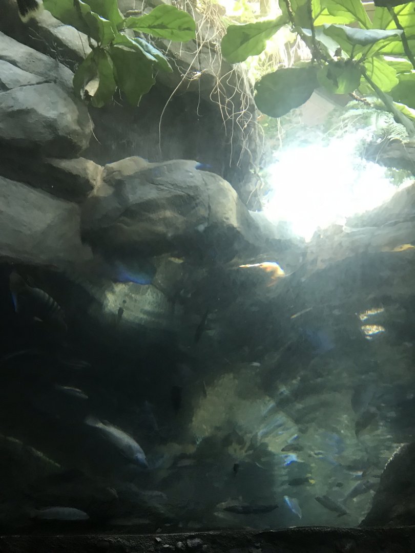 Tropics trail west African dwarf crocodile exhibit underwater viewing