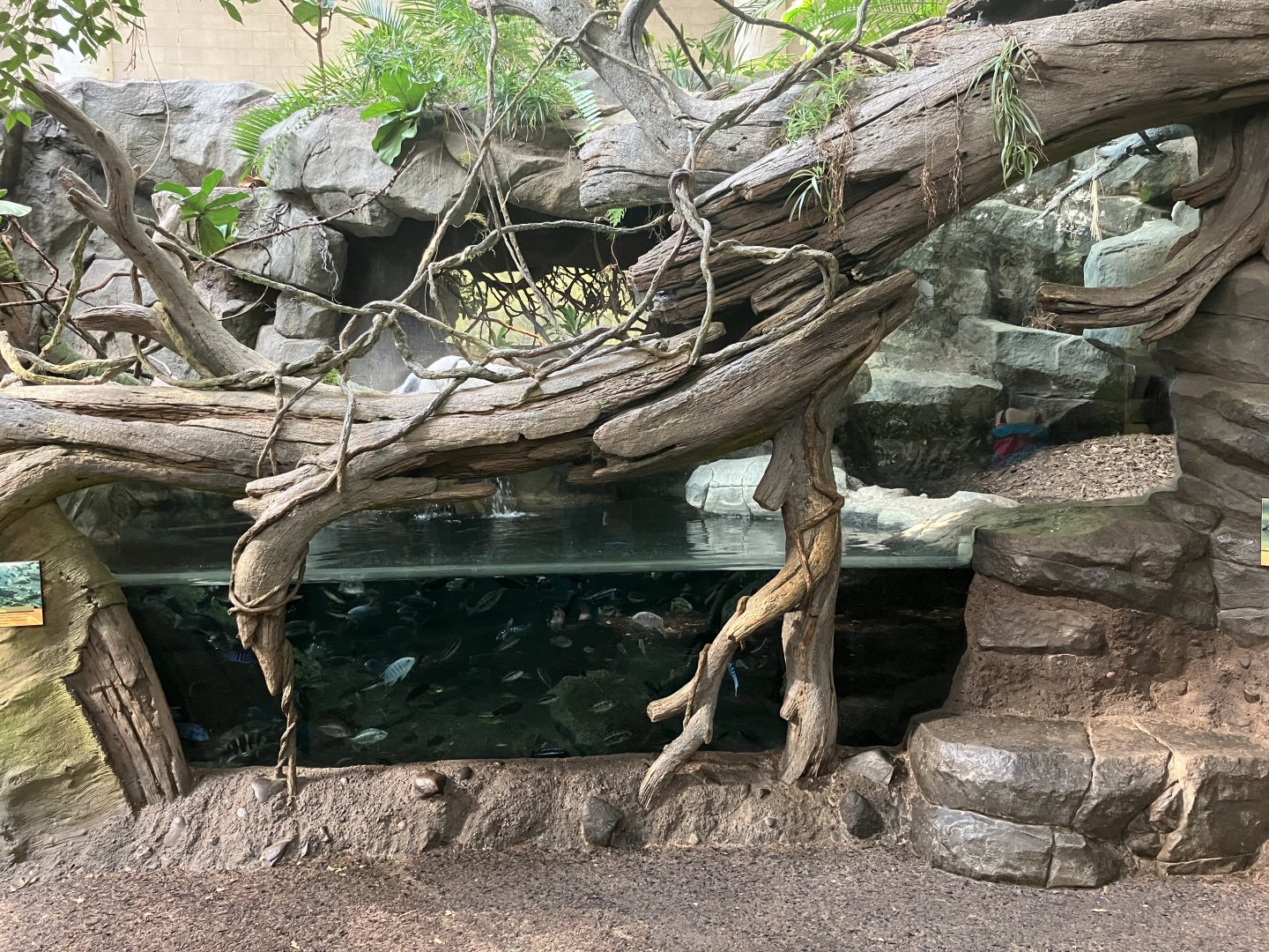 Tropics Trail - West African Dwarf Crocodile Exhibit