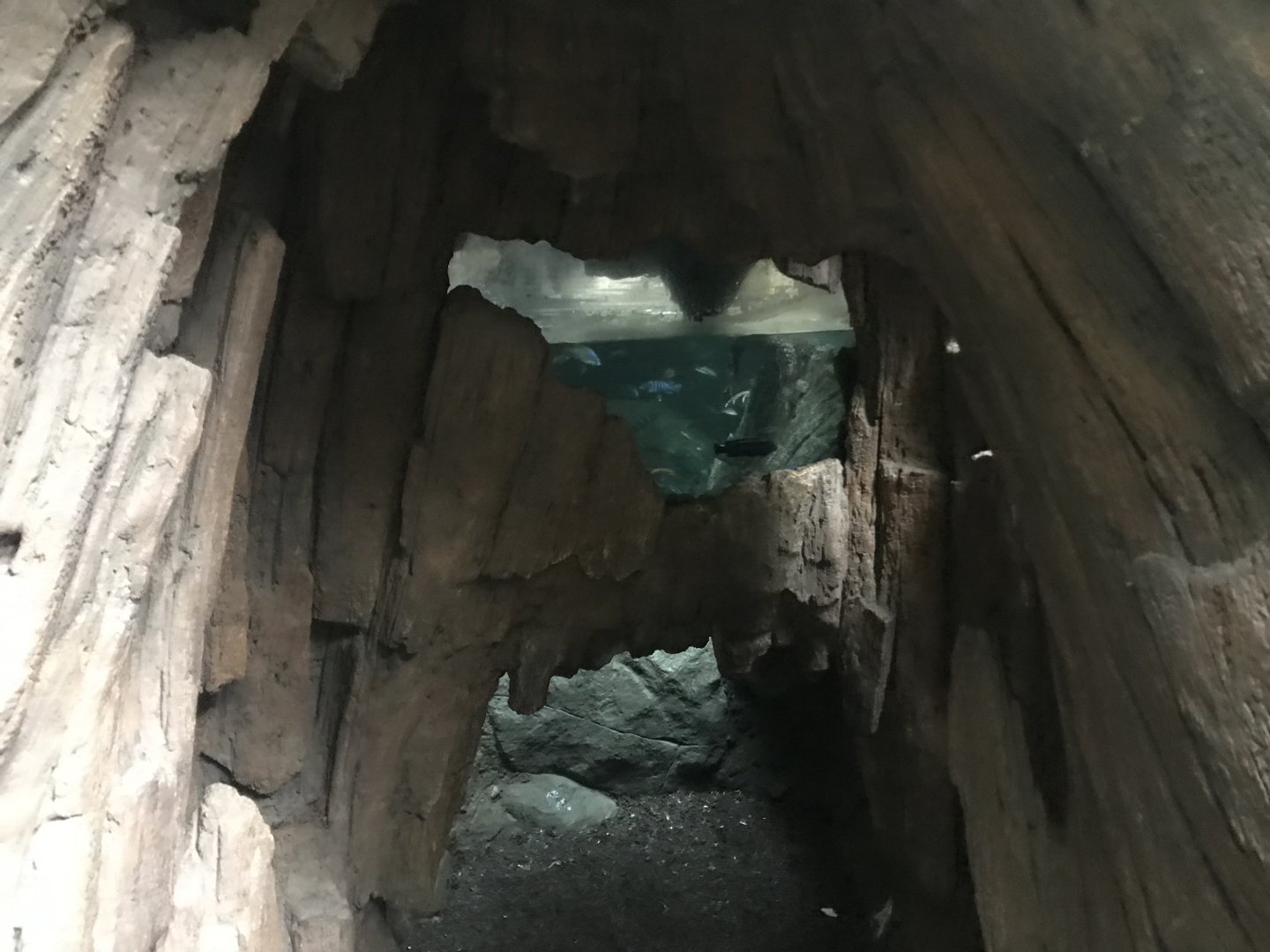 Tropics Trail - West African Dwarf Crocodile Underwater Tunnel