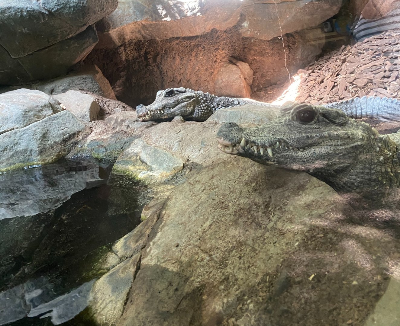 Tropics trail- west African dwarf crocodiles