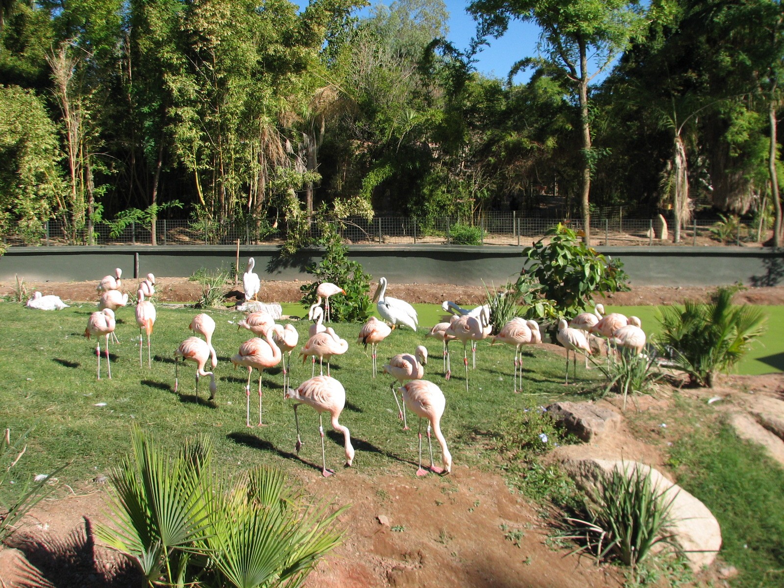 Tropics Trail - Wetlands Exhibit