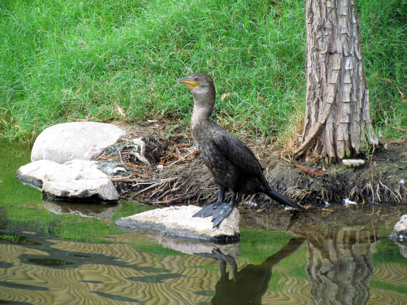 Tropics Trail - Wetlands