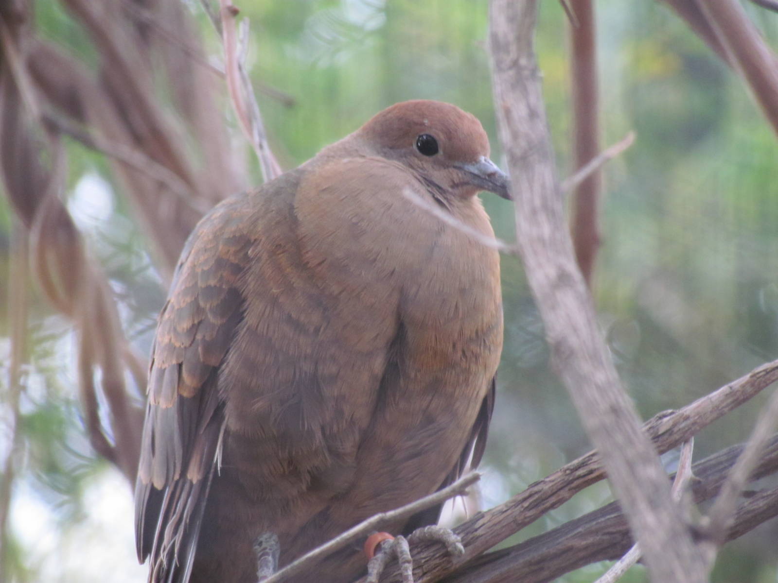 Tropics Trail - White-breasted Ground Dove