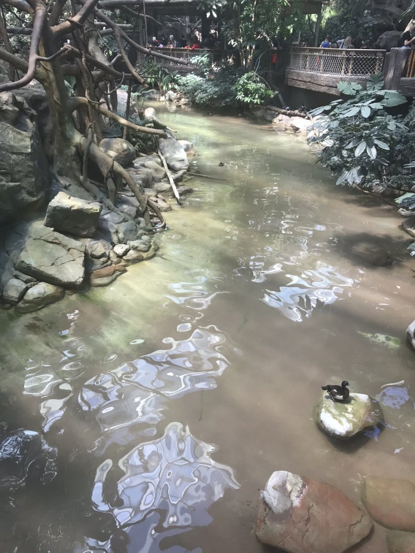 Tropics trail white-checked gibbon exhibit with waterfowl pond