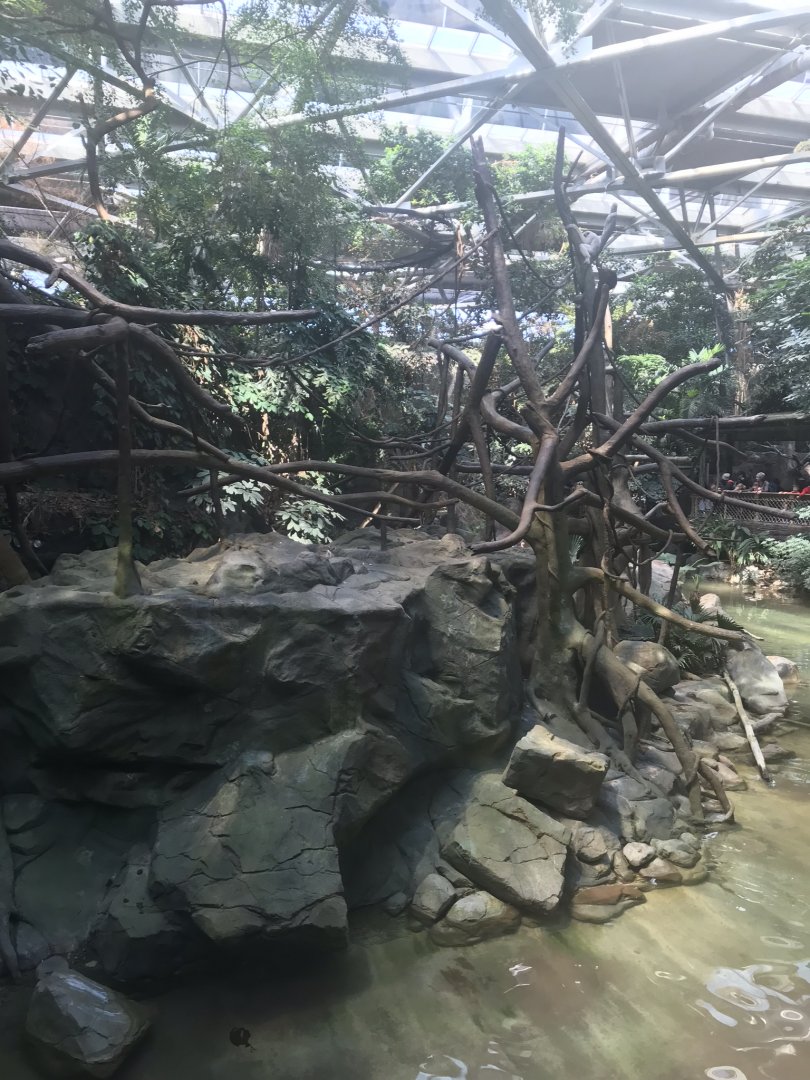 Tropics trail white-checked gibbon exhibit