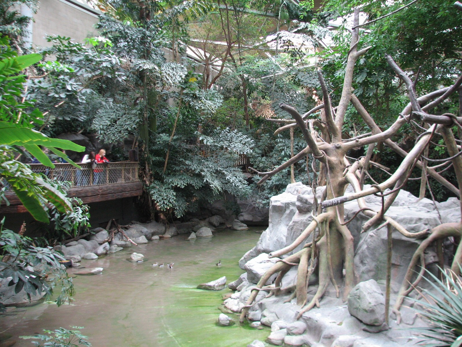 Tropics Trail - White-cheeked Gibbon and Waterfowl Exhibit