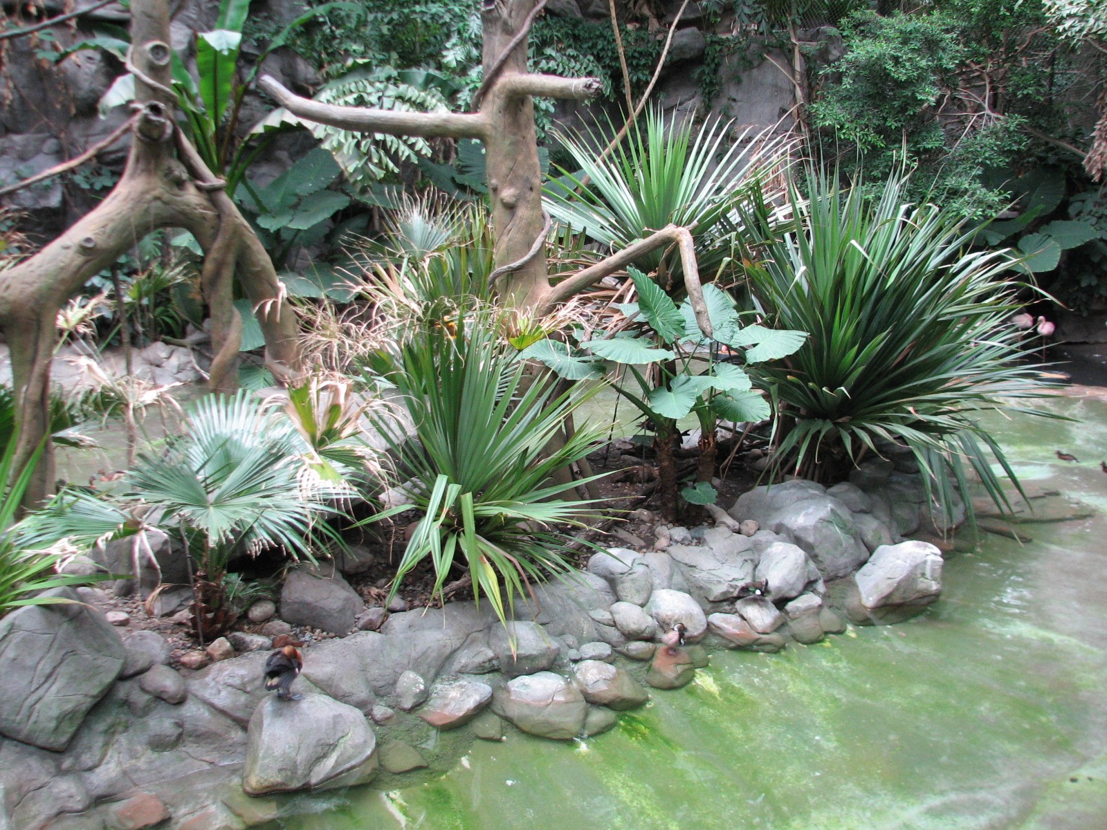 Tropics Trail - White-cheeked Gibbon and Waterfowl Exhibit