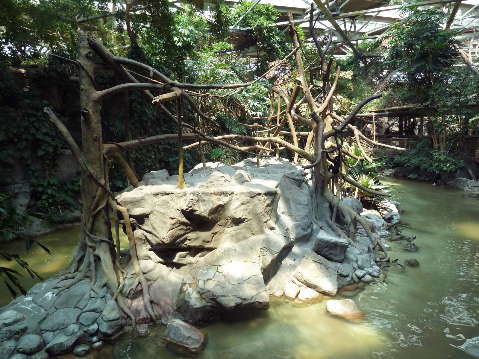 Tropics Trail - White-Cheeked Gibbon Exhibit