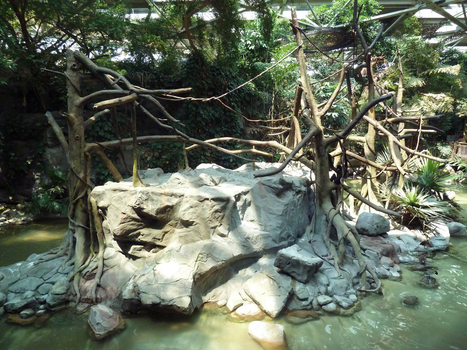 Tropics Trail - White-Cheeked Gibbon Exhibit