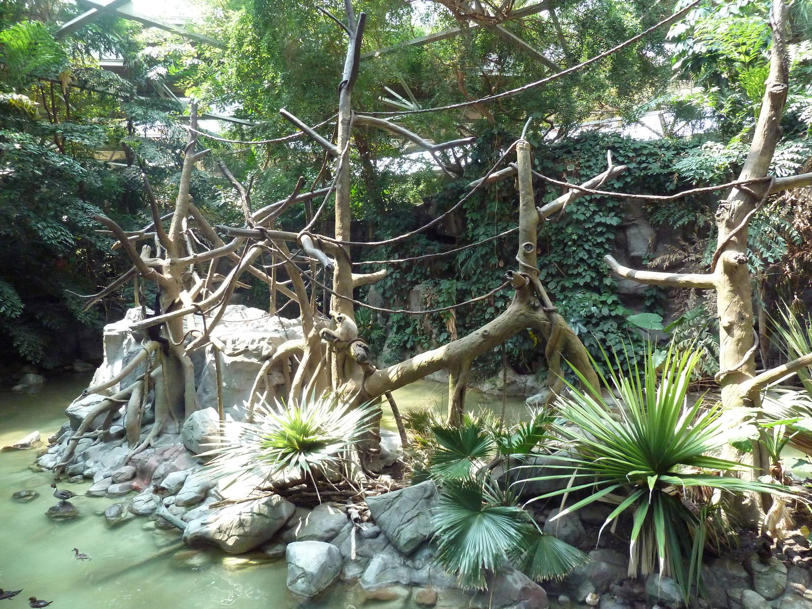 Tropics Trail - White-Cheeked Gibbon Exhibit