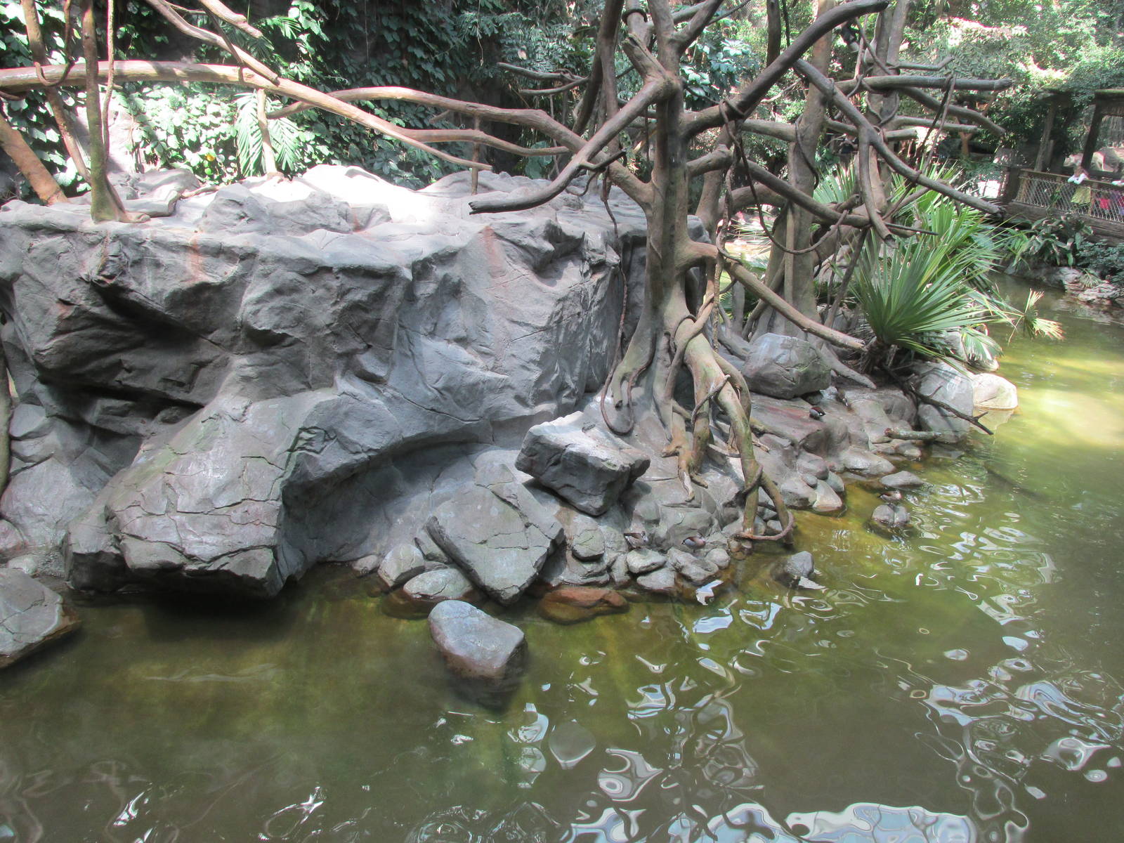 Tropics Trail White-cheeked Gibbon Island