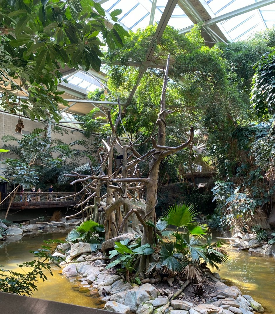 Tropics trail- White cheeked gibbon island